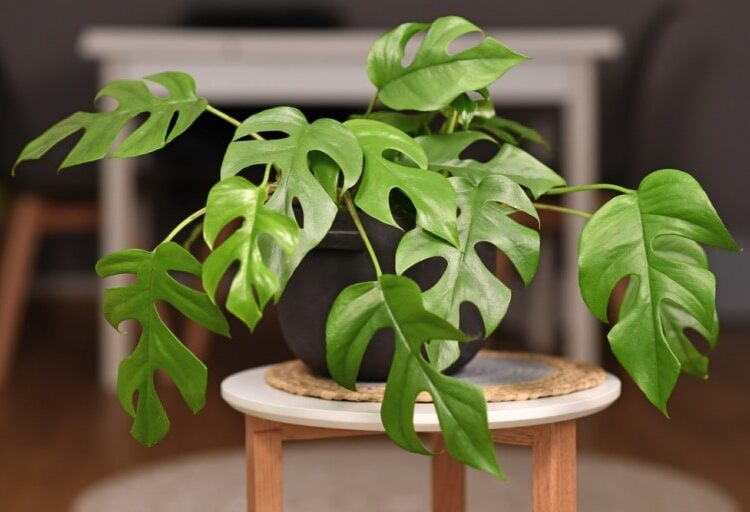 Mini Monstera Care: Ultimate Tips and Tricks for Thriving Plants