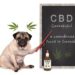 using cbd to help your dog with seizures
