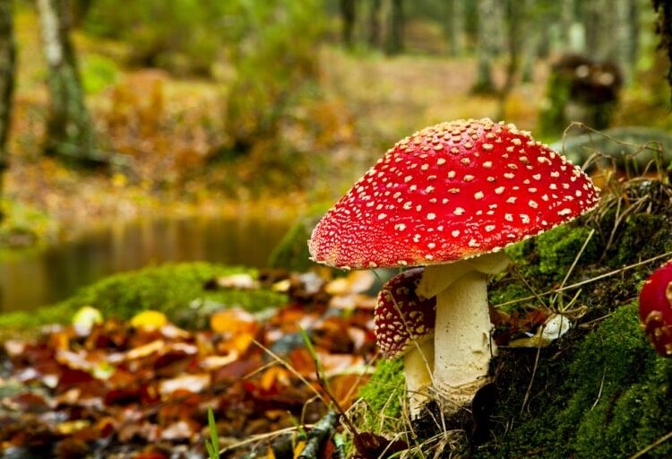 exploring the benefits of magic mushrooms