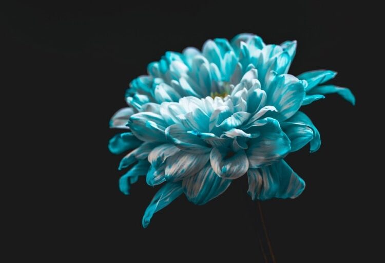 understanding victorian flower language