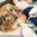 finding the right dog insurance