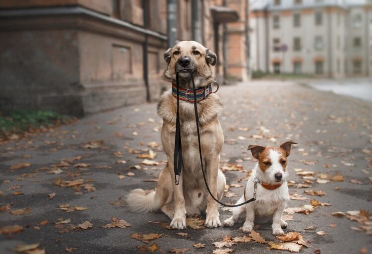 what are the best supplements for senior dogs