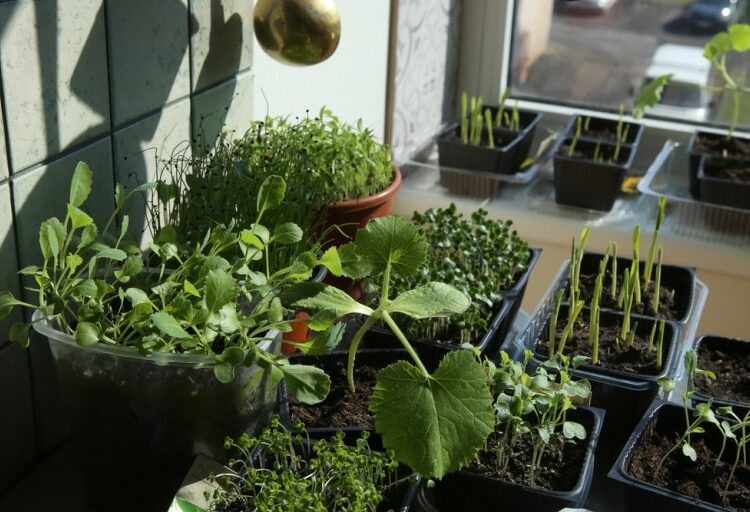 top 5 reasons to upgrade to gardyn 4 0 from 3 0