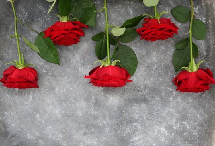preserved long lasting roses for valentines day